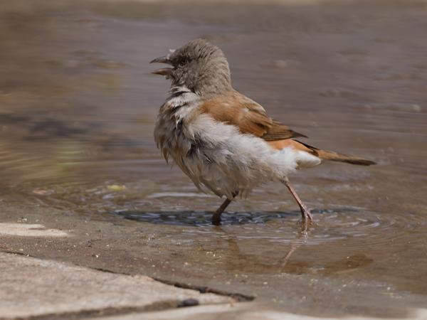<h3><a href="/trips/tanzania/biota/animalia/chordata/aves/040 passeriformes/113 passeridae/passer griseus/passer griseus-nl.html">Passer&nbsp;griseus</a> / Northern&nbsp;grey‑headed&nbsp;sparrow / Grijskopmus</h3>OM-1 Mark II met OLYMPUS M.150-400mm F4.5, 1/2000 sec  bij F4.5, ISO 250, afstand 9.91&nbsp;m